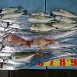 DSC_0031_6 DSC_0031_6.jpg