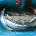 DSC_0043_5 DSC_0043_5.jpg