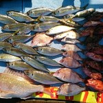 DSC_0043_7 DSC_0043_7.jpg