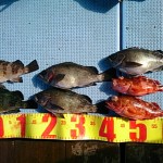 DSC_0049 DSC_0049.jpg