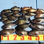 DSC_0017_4 DSC_0017_4.jpg