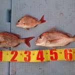 DSC_0026_5 DSC_0026_5.jpg