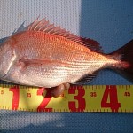 DSC_0050_3 DSC_0050_3.jpg