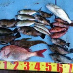 DSC_0051_2 DSC_0051_2.jpg